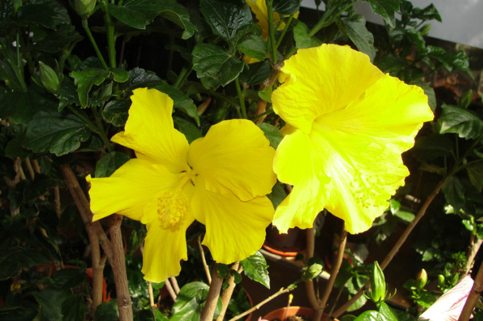 no name - B-hibiscus-2012 2