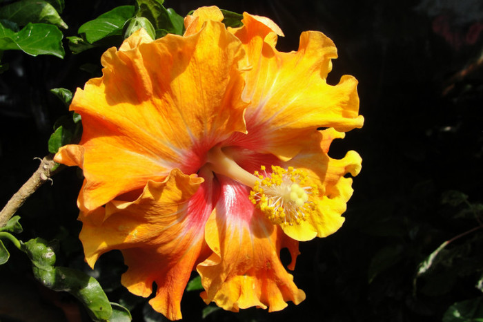 no name - B-hibiscus-2012 2