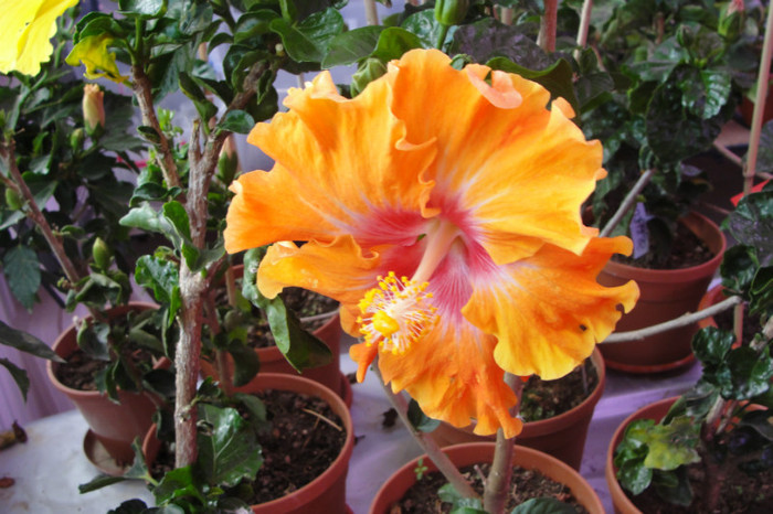  - B-hibiscus-2012 2