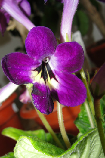 Spiritual Corridor - Streptocarpus- am renuntat la ei