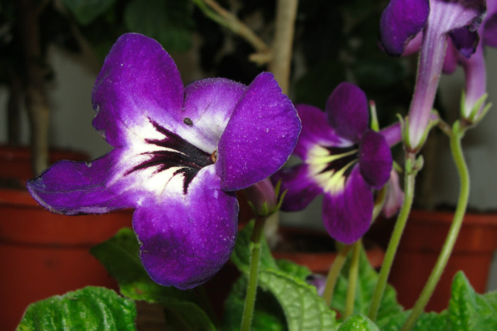 Spiritual Corridor (David Thompson) - Streptocarpus- am renuntat la ei