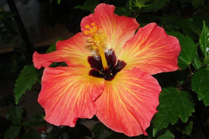 no name - B-hibiscus-2012 2