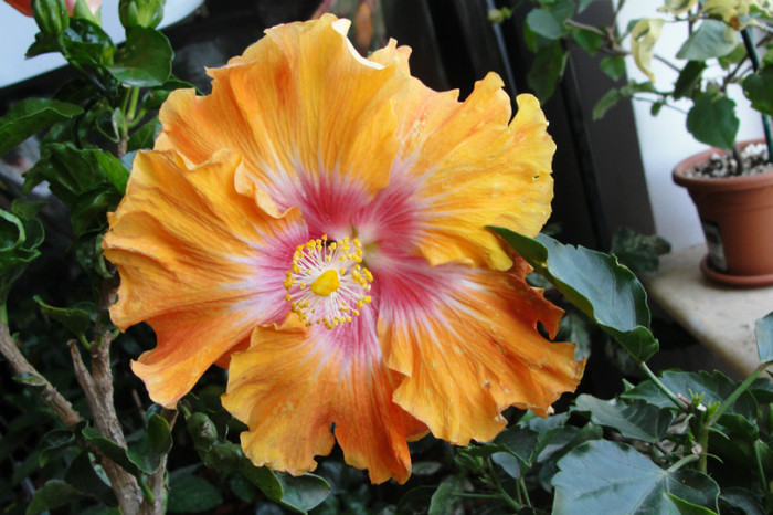  - B-hibiscus-2012 2
