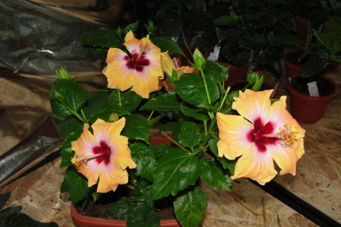 hibi Yellow Holliday