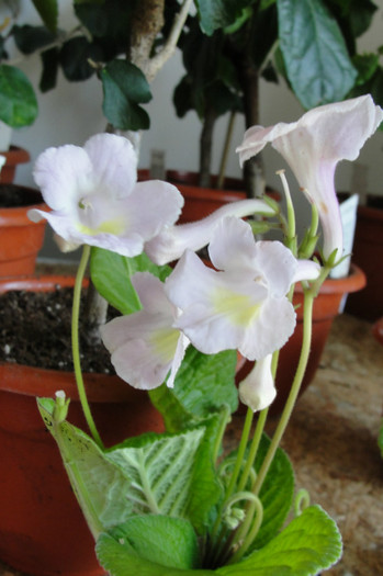  - Streptocarpus the Violet Barn Bristols- am renuntat la ei