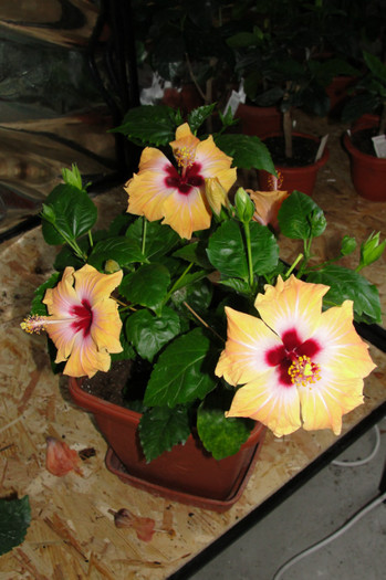 hibi Yellow Holliday