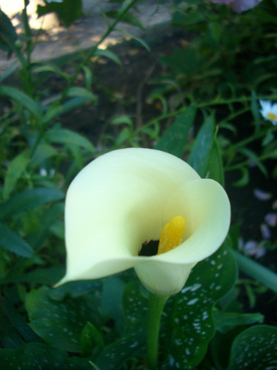 CIMG6026
