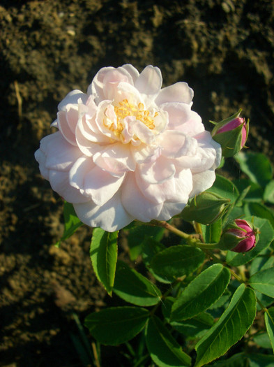 BLUSH NOISETTE• Blush Cluster • Flesh-coloured Noisette • Noisette carnée • Old Blush Noisette • R. 