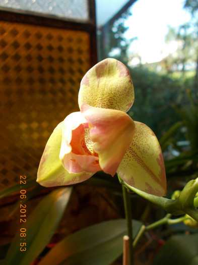 DSCN5078 reinflorita - Orhidee 2012