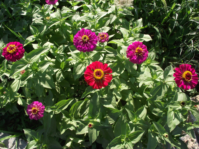 DSCF7755 - c-vara