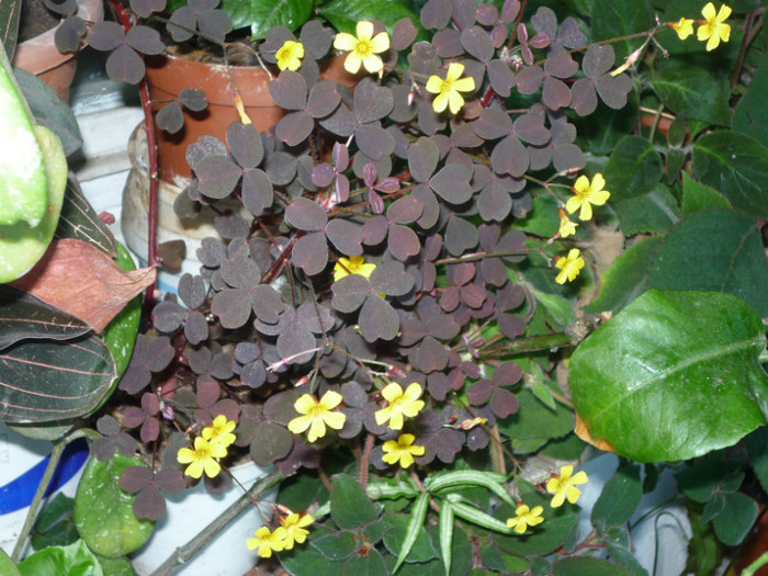 oxalis Zinfandel