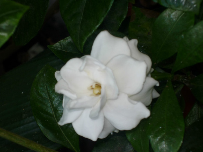 gardenia - Flori 2012