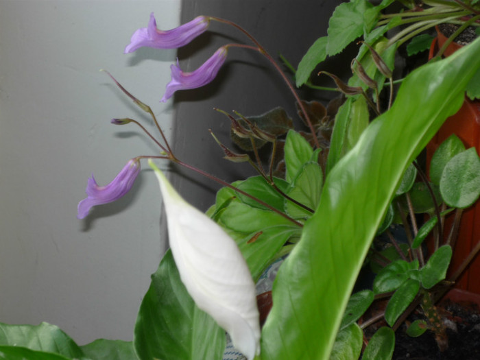 P1040020 - Flori 2012