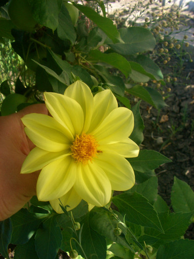 dahlia pitica galbena