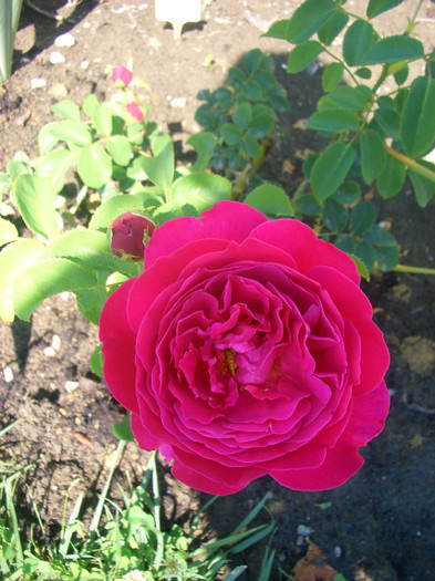 rosa Othello