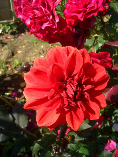 dahlia pitica caramizie