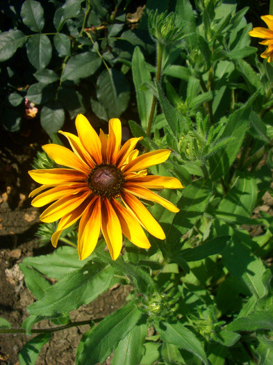 rudbeckia