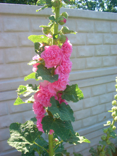 nalba -alcea rosea