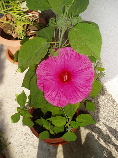 a inflorit...22 Iunie 2012 - HIBISCUS MOSCHEUTOS