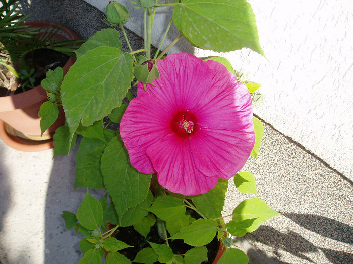 prima floricica!!! - HIBISCUS MOSCHEUTOS