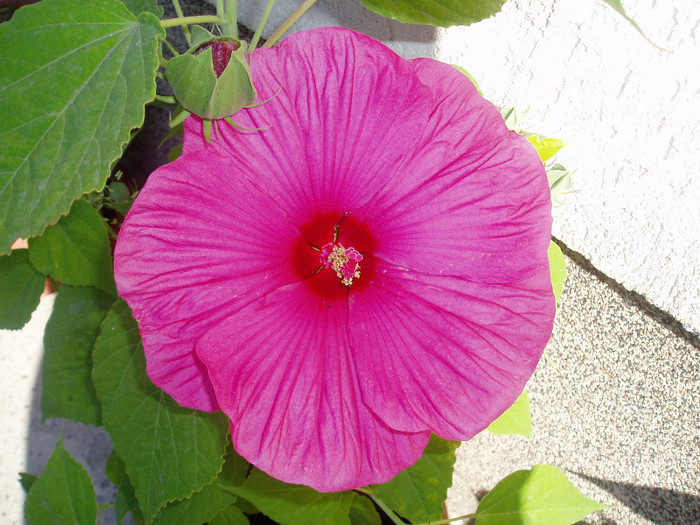 sau floricioaie:))) - HIBISCUS MOSCHEUTOS