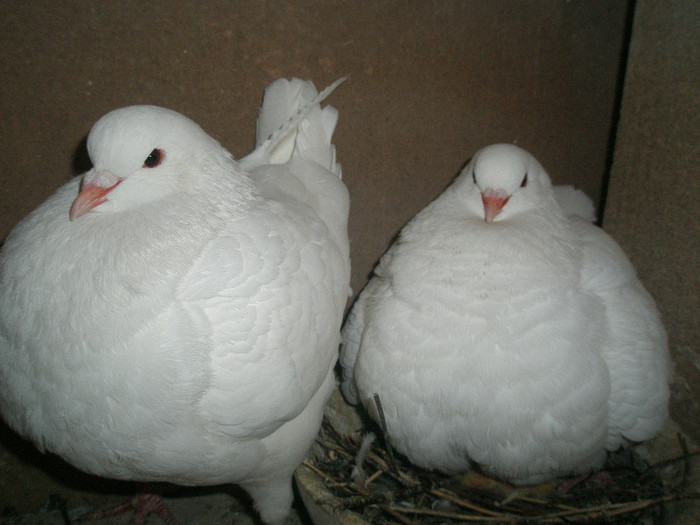 mascul KING de vanzare 2011