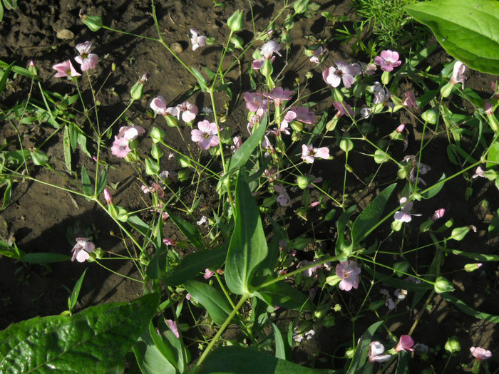 DSCN3470 - 13 flori de mai 2012