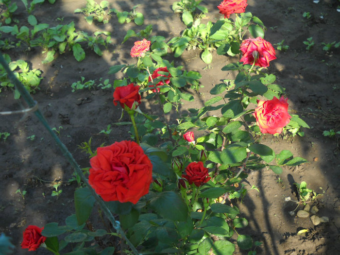 DSCN3460 - 20 trandafiri 2012