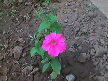 IMG0208A