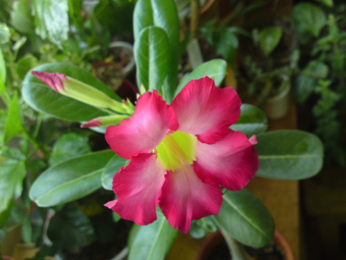 Adenium din seminte inflorit dupa 3 ani - Adenium