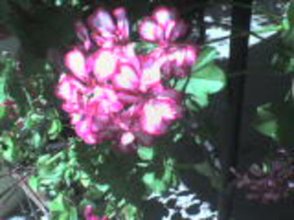 DSC00004 - 1 flori 2012
