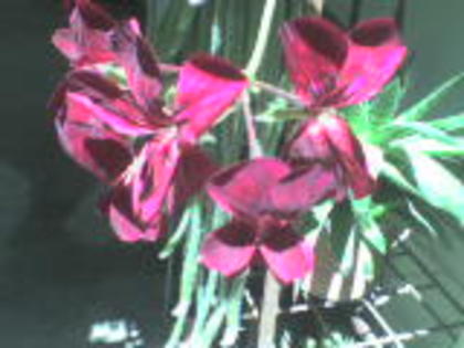 DSC00006 - 1 flori 2012