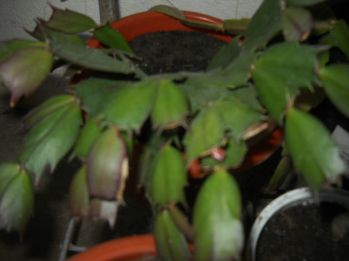 DSCN3631 - 1 flori 2012