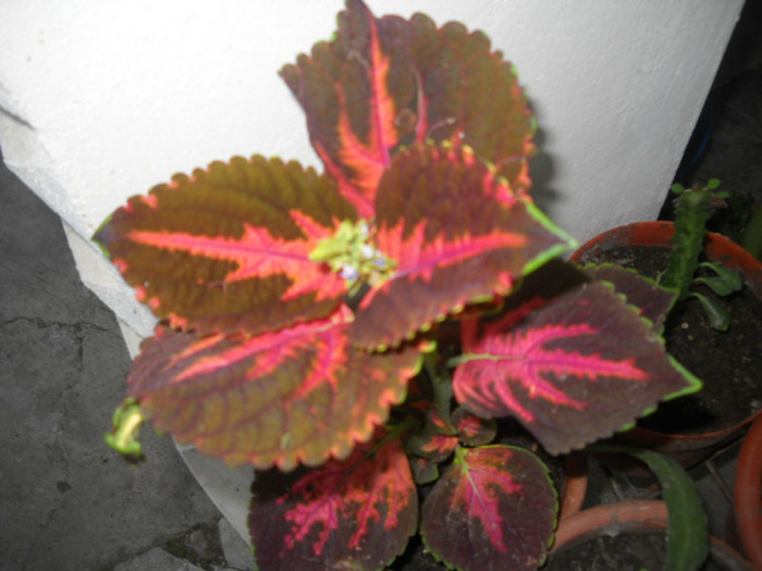 DSCN3638 - 1 flori 2012