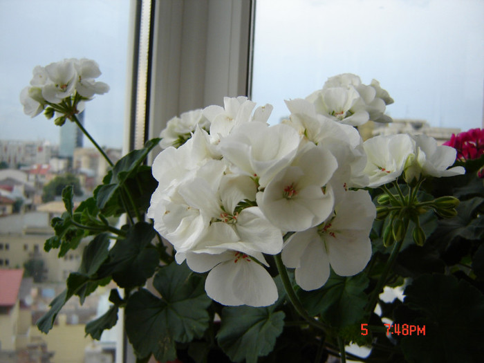 DSC03848 - FLORI 2012