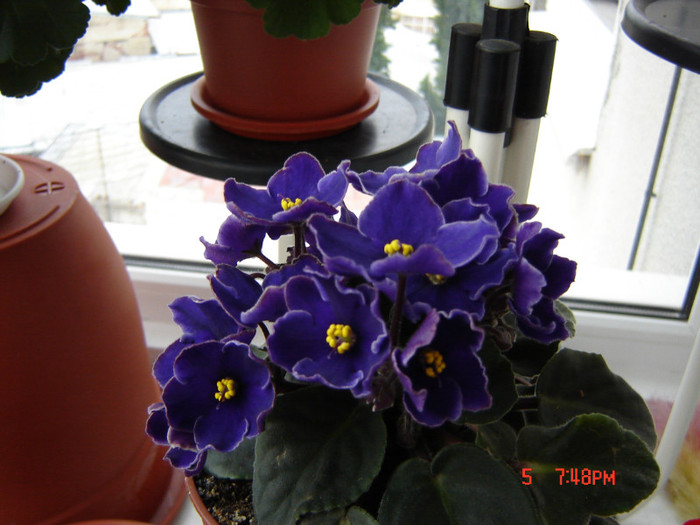 DSC03850 - FLORI 2012
