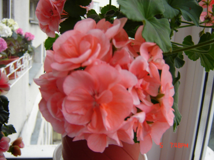 DSC03852 - FLORI 2012