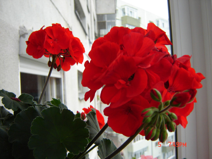 DSC03853 - FLORI 2012