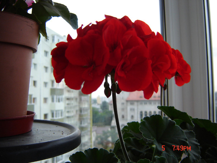 DSC03854 - FLORI 2012