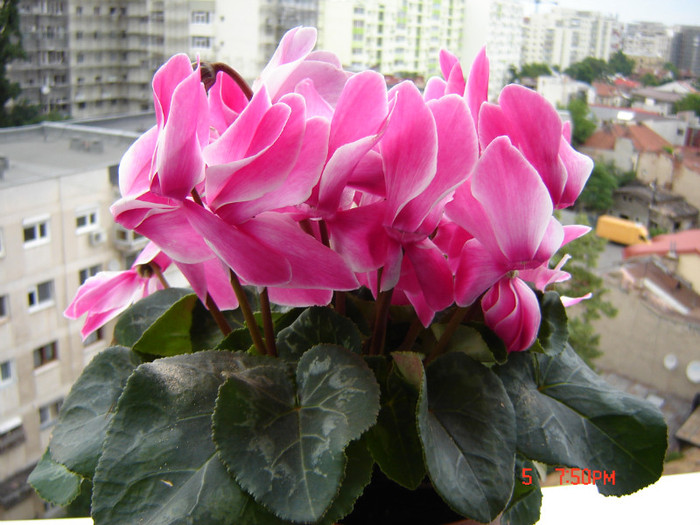 DSC03856 - FLORI 2012