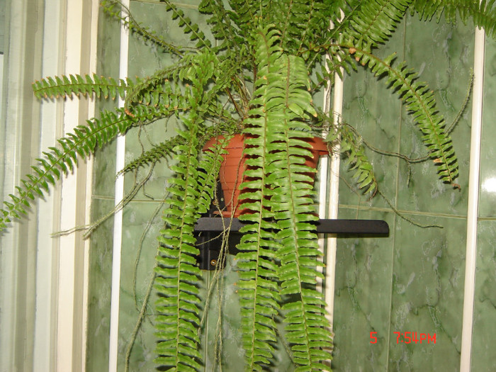 DSC03864 - FLORI 2012