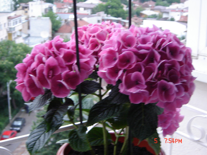 DSC03865 - FLORI 2012