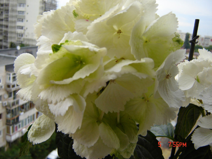 DSC03867 - FLORI 2012