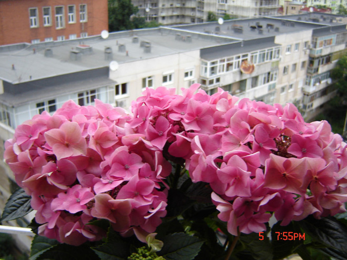 DSC03868 - FLORI 2012