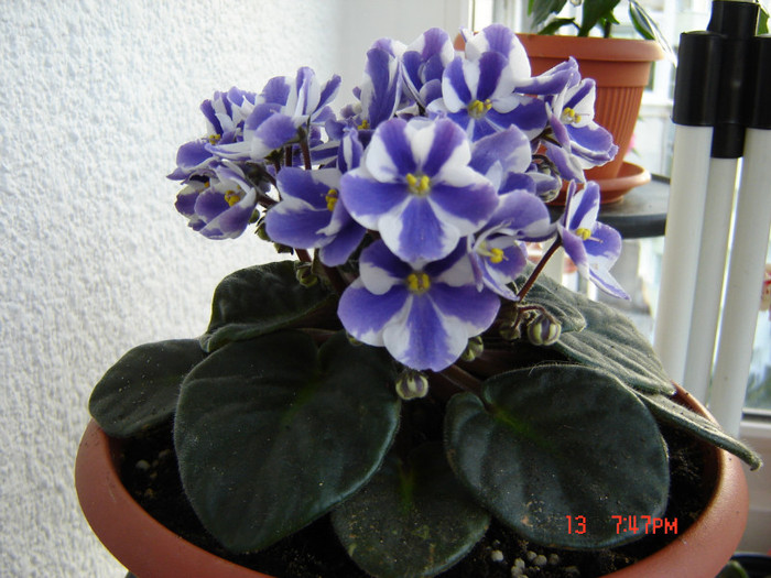 DSC03873 - FLORI 2012