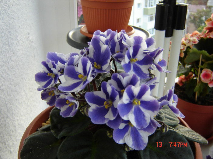 DSC03874 - FLORI 2012