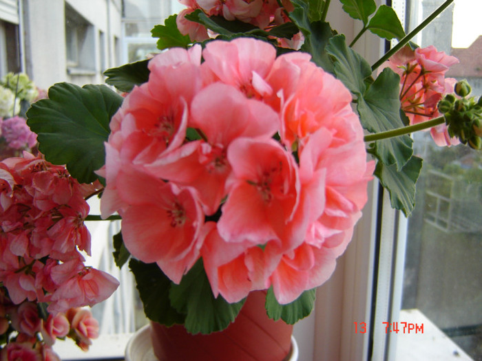 DSC03876 - FLORI 2012