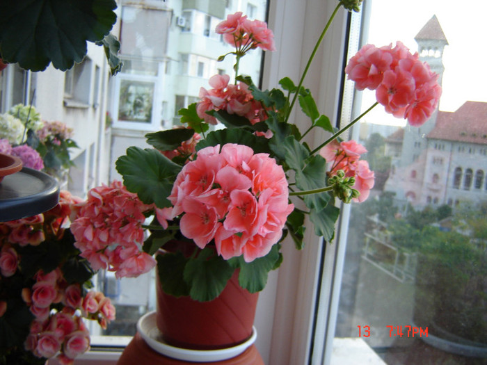 DSC03877 - FLORI 2012