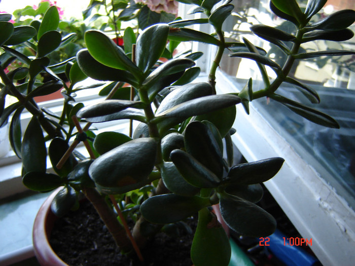 DSC03886; SI CUM SE INGRIJESTE MULTUMESC
