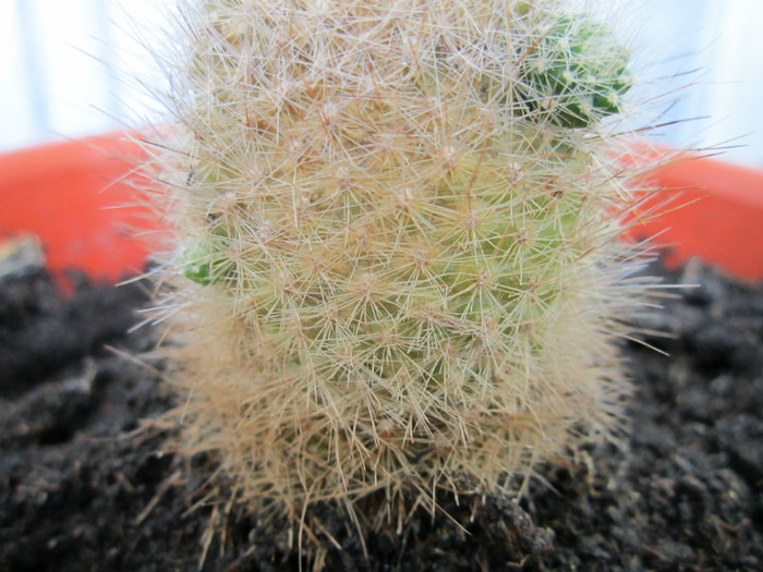 Multumesc domnului Nevezi!